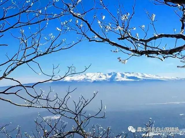 四年前看冬泳怪鸽时的不理解,四年后焦虑，抑郁爆发